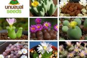 Conophytum mix - paket sadrzi 20 semenki